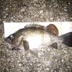 尺クラスが掛るも…