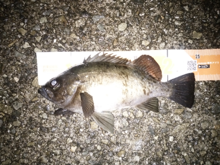 尺クラスが掛るも…