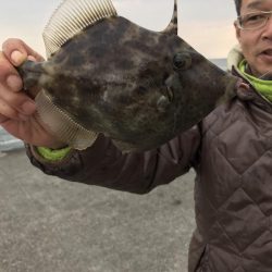 カワハギ デカ！