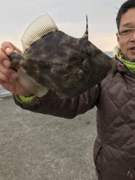 カワハギ デカ！