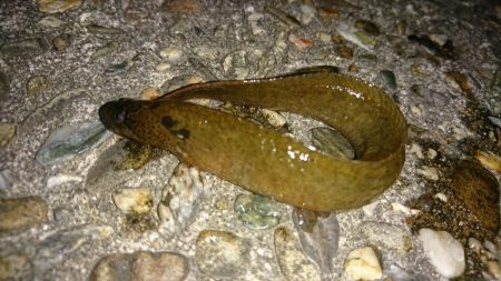 初釣りは、穴釣り。