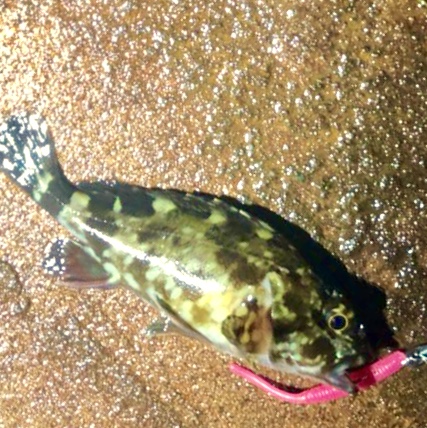 雨風の夕まずめ狙い