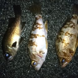 メバリングで。