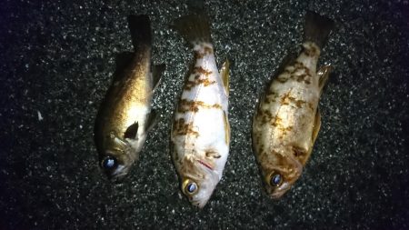 メバリングで。