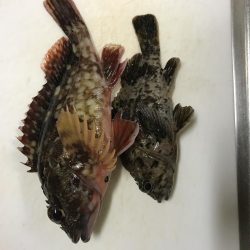 五目釣りでビッグガシラ