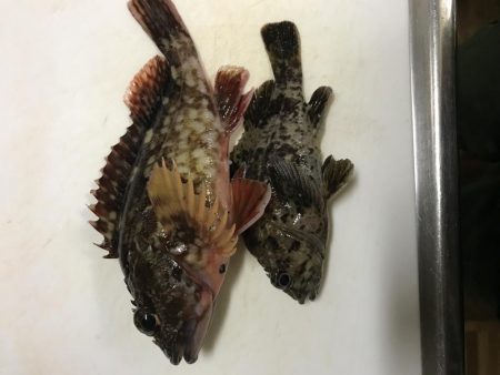 五目釣りでビッグガシラ