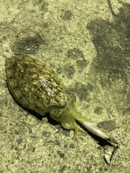 今夜もコウイカ