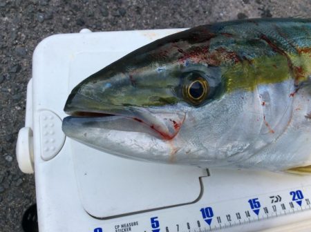 朝イチにヒット