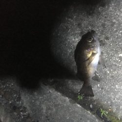 津田港周辺でナイトゲーム