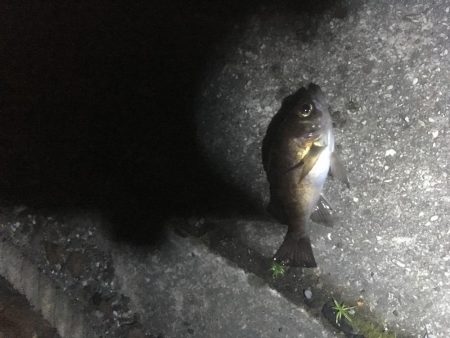 津田港周辺でナイトゲーム