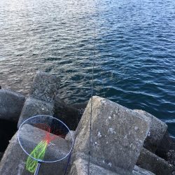 海のスプリンターを狙って