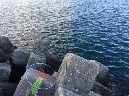 海のスプリンターを狙って