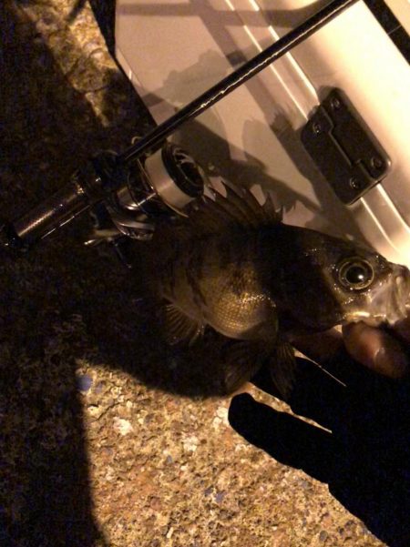 メバリングのはずが