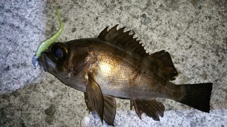 激渋でしたが、マイクロワインドでヒット