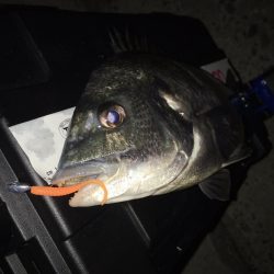 メバルプラッキング