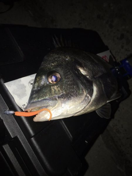 メバルプラッキング