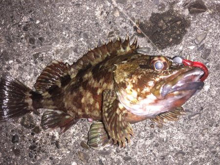 年明けは癒しのライトゲーム！