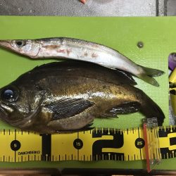 竿始めで尺メバル！