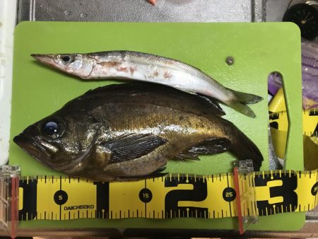 竿始めで尺メバル！