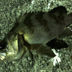 極寒のライトゲーム！！