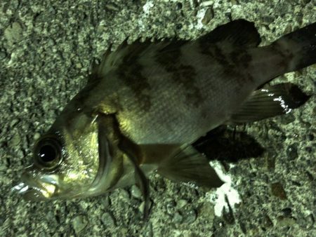 極寒のライトゲーム！！