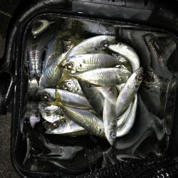 アジング釣行記
