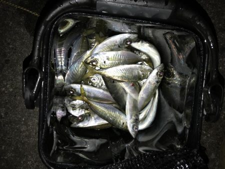 アジング釣行記