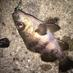 皆既月食のメバリング