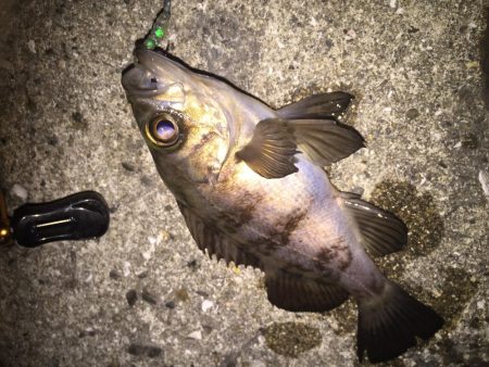 皆既月食のメバリング