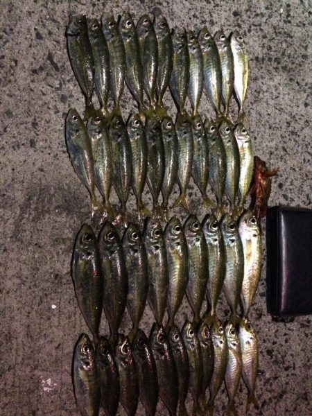 アジ絶好調です(*⌒▽⌒*)