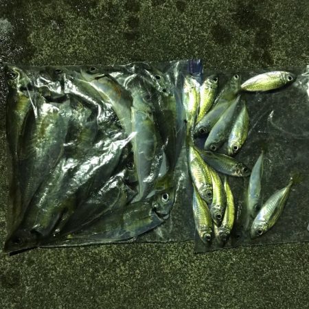 大晦日、元旦アジング