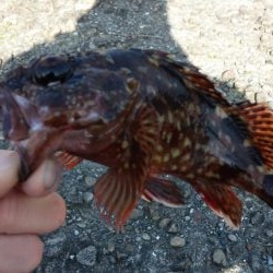 ちっこいのばっかっ！