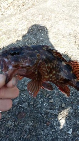 ちっこいのばっかっ！