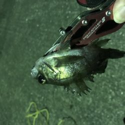 釣り初めはメバル