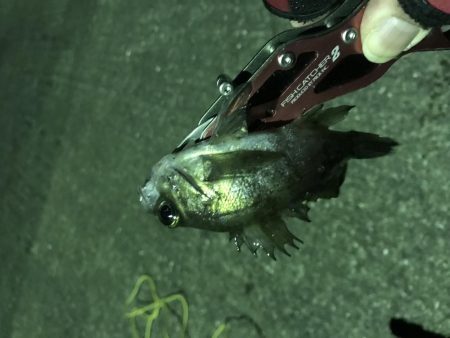 釣り初めはメバル