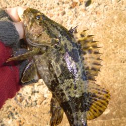 ベッコウゾイ釣果