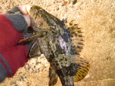 ベッコウゾイ釣果