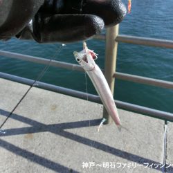 ファミリーフィッシングの釣り初