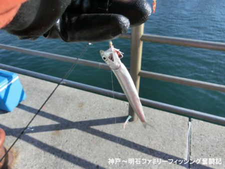 ファミリーフィッシングの釣り初