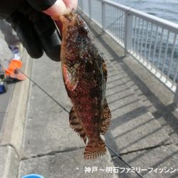 落とし込みでアイナメ狙い