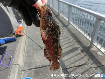 落とし込みでアイナメ狙い