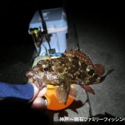 今年初のメバルは27㎝