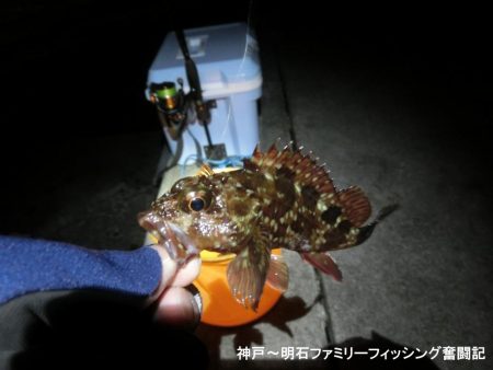 今年初のメバルは27㎝