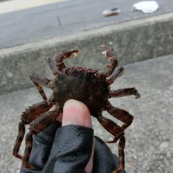 午後から根魚狙い