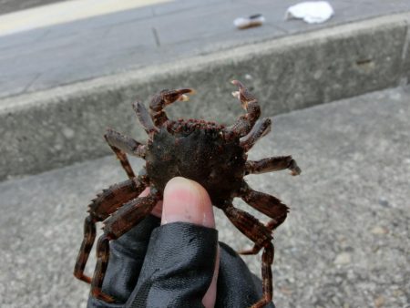 午後から根魚狙い