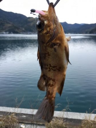 ガシングです！