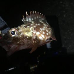 メバリングとガシリング