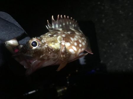 メバリングとガシリング