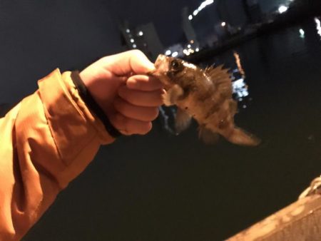 メバルシーズン