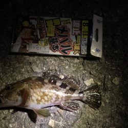 40センチセイゴ